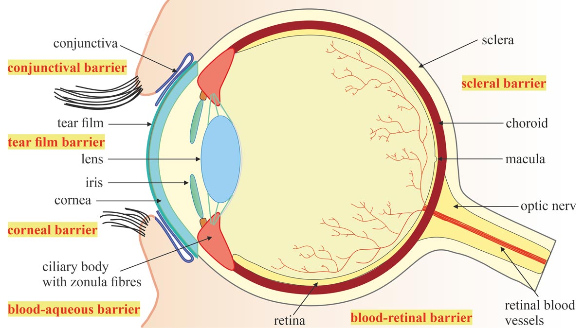 Anatomy-of-the-Eye